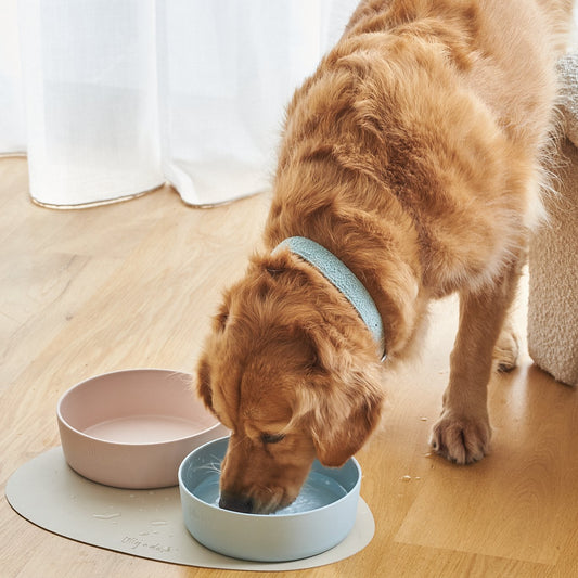 pet bowls-2
