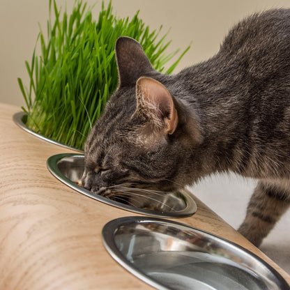 Wooden Elevated Cat and Dog Bowl Stand with 3 Bowls-2